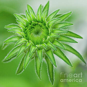 Dale Powell - Cone Flower Macro Dale Powell - Cone Flower Macro
