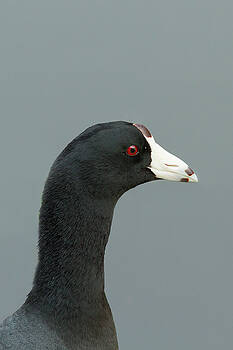 Paul Rebmann - Coot Portrait Paul Rebmann - Coot Portrait