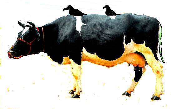 Anand Swaroop Manchiraju - COW AND CROWS Anand Swaroop Manchiraju - COW AND CROWS