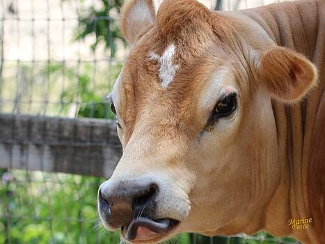 Gary Canant - Cow Sticking Out Tongue Gary Canant - Cow Sticking Out Tongue