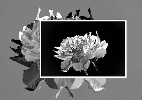 Regina Arnold - Creative Daffodils Regina Arnold - Creative Daffodils