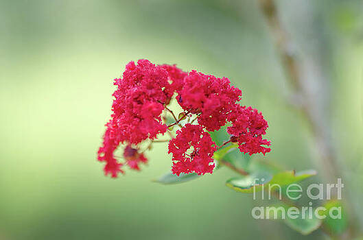 Dale Powell - Crepe Myrtle Spring Blooming Dale Powell - Crepe Myrtle Spring Blooming