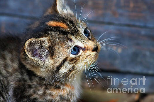 Jill Lang - Cute Tabby Kitten Jill Lang - Cute Tabby Kitten