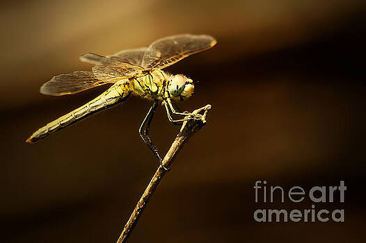 Dimitar Hristov - Dragonfly Dimitar Hristov - Dragonfly