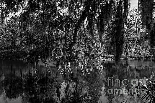 Dale Powell - Drippin with Spanish Moss at Middleton Place Dale Powell - Drippin with Spanish Moss at Middleton Place