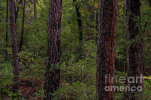 Billy Moore - Dusk Pines Billy Moore - Dusk Pines