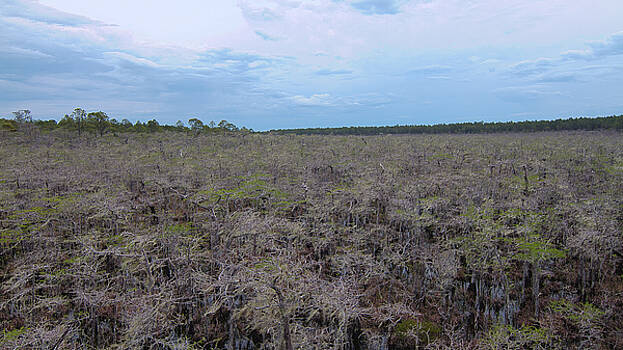 Paul Rebmann - Dwarf Cypress Strand Paul Rebmann - Dwarf Cypress Strand