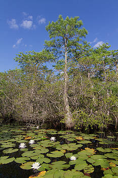 Paul Rebmann - Dwarf Cypress White Waterlily Paul Rebmann - Dwarf Cypress White Waterlily