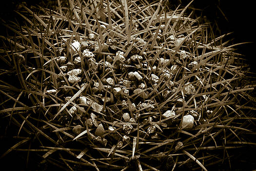 Frank Tschakert - Echinocactus Grusonii Frank Tschakert - Echinocactus Grusonii