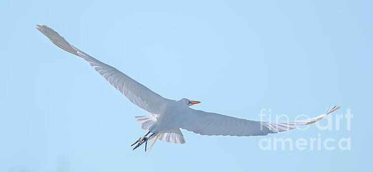 Dale Powell - Egret Soaring Dale Powell - Egret Soaring
