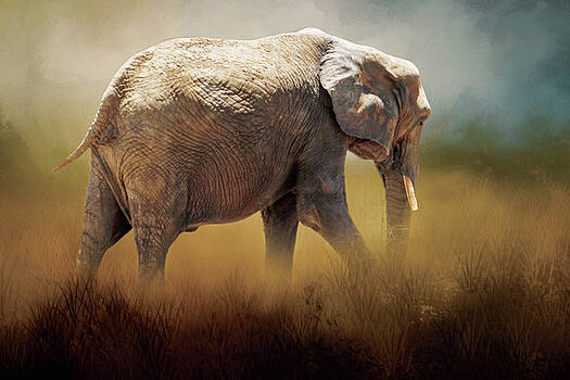 David and Carol Kelly - Elephant in the Mist David and Carol Kelly - Elephant in the Mist