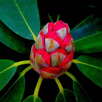 Colin Drysdale - Emerging Rhododendron Flower Colin Drysdale - Emerging Rhododendron Flower