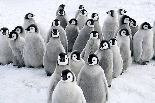 Jan Vermeer - Emperor Penguin Chicks Jan Vermeer - Emperor Penguin Chicks