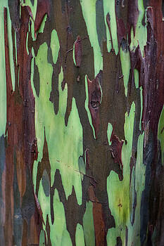 Janet Fikar - Eucalyptus Tree Bark Janet Fikar - Eucalyptus Tree Bark