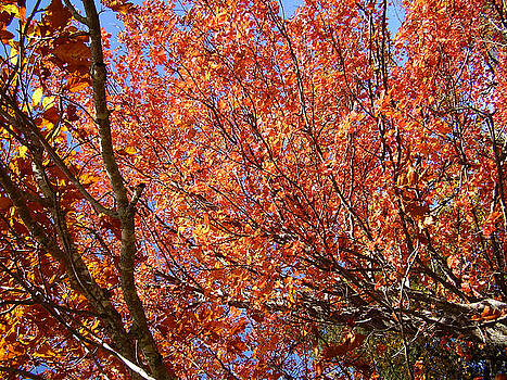 Flavia Westerwelle - Fall in the Blue Ridge Mountains Flavia Westerwelle - Fall in the Blue Ridge Mountains