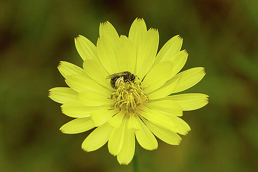 Paul Rebmann - False Dandelion and Pollinator Paul Rebmann - False Dandelion and Pollinator