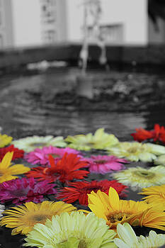 Samantha Delory - Flowers in Fountain Samantha Delory - Flowers in Fountain