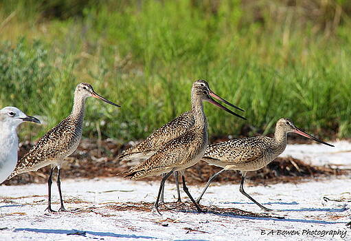 Barbara Bowen - Four Marbled Godwits Barbara Bowen - Four Marbled Godwits