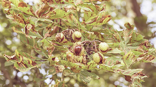 Jacek Wojnarowski - Fruit of the Horse Chestnut Tree Opening B Jacek Wojnarowski - Fruit of the Horse Chestnut Tree Opening B