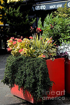 Connie Fox - Geraniums and Gelato Connie Fox - Geraniums and Gelato