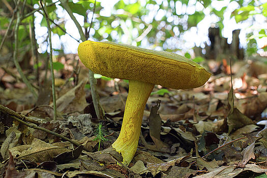 Paul Rebmann - Goldstalk Mushroom Paul Rebmann - Goldstalk Mushroom