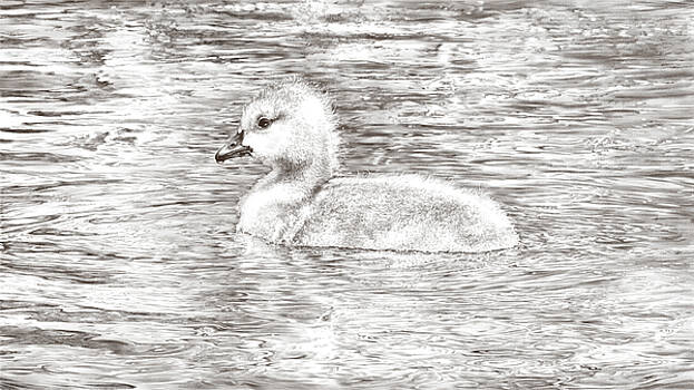 Laurie Musser - Gosling On The Go-Pencil Laurie Musser - Gosling On The Go-Pencil