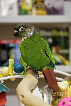 Jill Lang - Green Cheek Conure Jill Lang - Green Cheek Conure