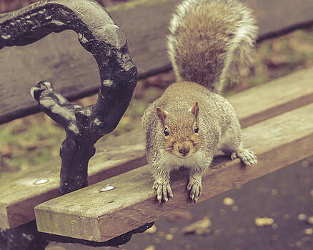 Jacek Wojnarowski - Grey Squirrel in Autumn Park L Jacek Wojnarowski - Grey Squirrel in Autumn Park L