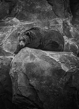 Ray Van Gundy - Grizzly Bear relaxing on a Cliff Ray Van Gundy - Grizzly Bear relaxing on a Cliff