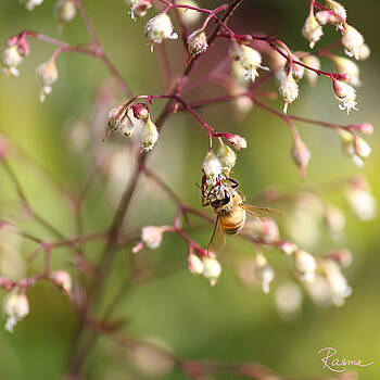 Rasma Bertz - Honey Acrobat Rasma Bertz - Honey Acrobat
