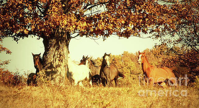 Dimitar Hristov - Horses Galloping in The Autumn Tree Dimitar Hristov - Horses Galloping in The Autumn Tree