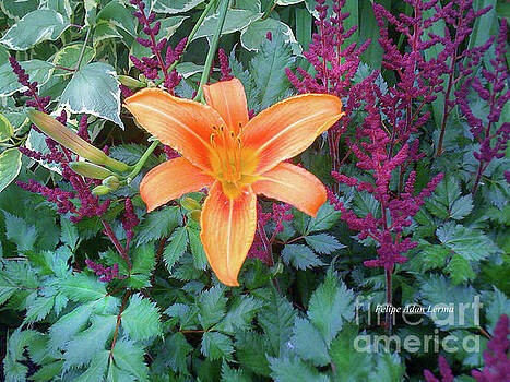Felipe Adan Lerma - Image Included in Queen the Novel - Late Summer Blooming in Vermont 23of74 Felipe Adan Lerma - Image Included in Queen the Novel - Late Summer Blooming in Vermont 23of74