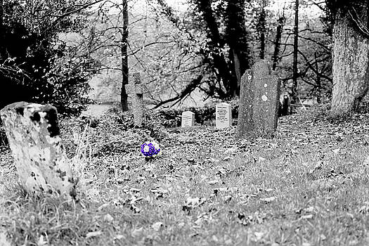 Jacek Wojnarowski - Isolated Bouquet Of Roses On Cemetery Jacek Wojnarowski - Isolated Bouquet Of Roses On Cemetery