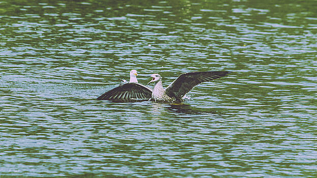 Jacek Wojnarowski - Juvenile Seagull in a water Jacek Wojnarowski - Juvenile Seagull in a water