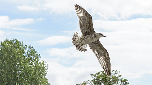Jacek Wojnarowski - Juvenile Seagull in flight Jacek Wojnarowski - Juvenile Seagull in flight