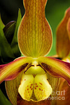 Barbara Bowen - Ladies Slipper Orchid Barbara Bowen - Ladies Slipper Orchid