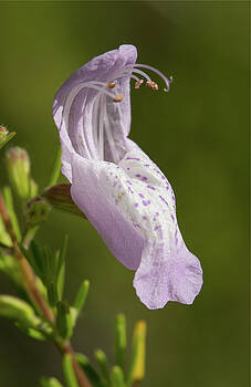 Paul Rebmann - Largeflower False Rosemary #2 Paul Rebmann - Largeflower False Rosemary #2