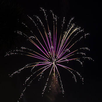 Paula Porterfield-Izzo - Pink Fireworks Paula Porterfield-Izzo - Pink Fireworks