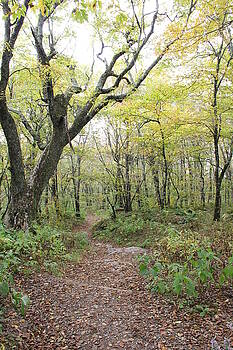 Allen Nice-Webb - Light on Path Allen Nice-Webb - Light on Path