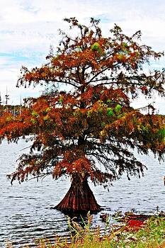 KayeCee Spain - Lone Cypress Tree KayeCee Spain - Lone Cypress Tree