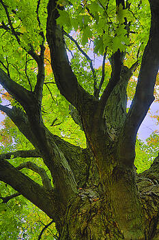 Gary Hall - Majestic Maple 2 Gary Hall - Majestic Maple 2