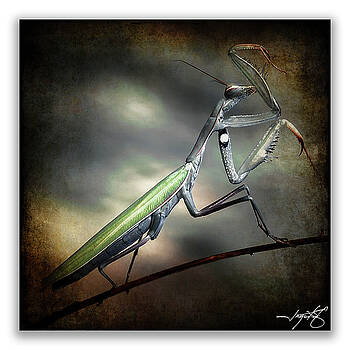 Ingrid Smith-Johnsen - Mantis 29 Ingrid Smith-Johnsen - Mantis 29