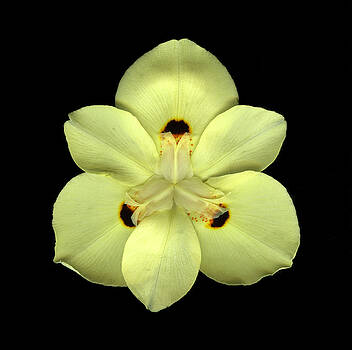 Christian Slanec - Mellow Yellow Christian Slanec - Mellow Yellow