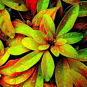 Colin Drysdale - Metallic Leaves Colin Drysdale - Metallic Leaves