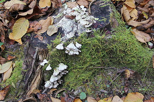 Allen Nice-Webb - New Life From Old Stump Allen Nice-Webb - New Life From Old Stump