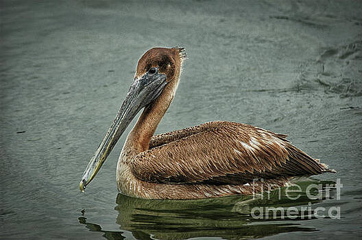 Dale Powell - North American Brown Pelican Dale Powell - North American Brown Pelican