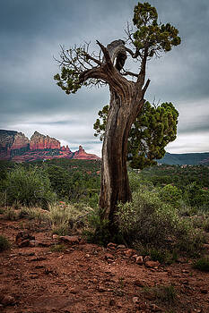 Rick Strobaugh - Old Tree in Sedona Rick Strobaugh - Old Tree in Sedona