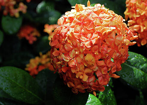 Connie Fox - Orange Ixora in Rain Connie Fox - Orange Ixora in Rain