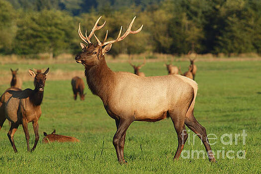 Tim Moore - Oregon Roosevelt Elk Tim Moore - Oregon Roosevelt Elk