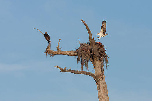 Paul Rebmann - Ospreys and Nest Paul Rebmann - Ospreys and Nest